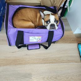 Niya - Boston Terrier