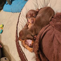 Dachshund Puppies from SouthernMama Doxies