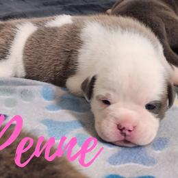 Penne - Red brindle and white female Bulldog puppy in Washington from Sun City Campeiro Bulldogs