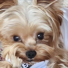 Yorkipoos and Yorkshire Terriers from Texas Yorkies and Yorkiepoos