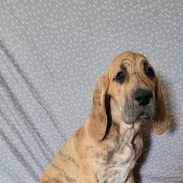 Spook - Brindle Great Dane puppy in Bay Shore, New York from Gentle Giant Companions