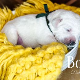 Boy-4th pick - Yellow Labrador Retriever puppy in Mt. Vernon, Texas from Bohlken Labradors