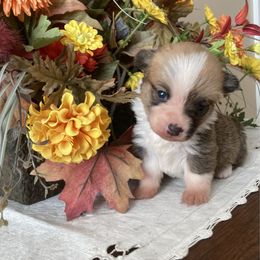 Donut - Sable female Pembroke Welsh Corgi puppy in Shelley, Idaho from Whistling Wind Corgi’s