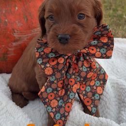 Maple - Red  male Goldendoodle puppy in Trenton, Tennessee from Pickard’s country Golden doodles