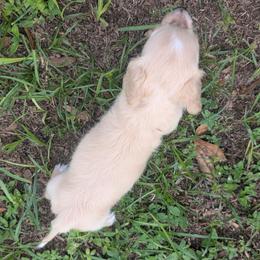 Apollo - Cream male Dachshund puppy in Winter Haven, Florida from Katrina's Punk Rock Dachshunds
