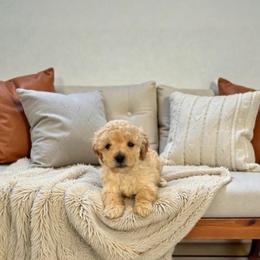 Glacier - Apricot male Maltipoo puppy in St. George, Utah from Winchester Hills Poodles and Doodles