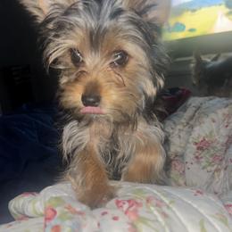 Yorkshire Terrier Puppies from Sasha's Yorkie Pups