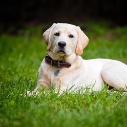 Labrador Retrievers from Cross G Farms