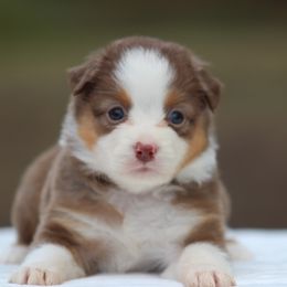 Autumn - Red tri female Toy Australian Shepherd puppy in Bauxite, Arkansas from J and B Mini Aussies