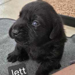 Jett - Black female Labrador Retriever puppy in Greenwich, Ohio from Pure Gem Kennel