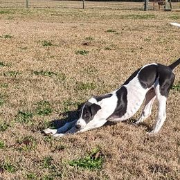 Greyhounds from Ashley's Greyhounds