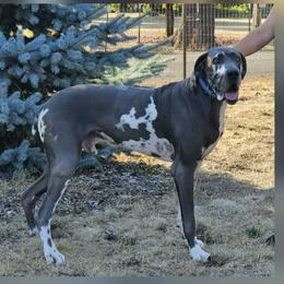 Jagger - Blue and white male Great Dane puppy in Albany, Oregon from Red Cloud Australian Shepherds and DeGray Great Danes & Bulldogs