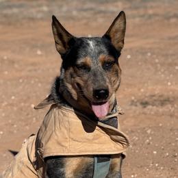 Australian Cattle Dogs from Shante Tully