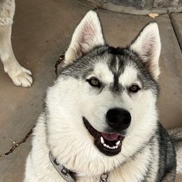 Nevada - Siberian Husky
