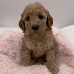 Holly - Red  female Goldendoodle puppy in Kansas City, Kansas from Bella & Ivy’s Mini Goldendoodles of KC