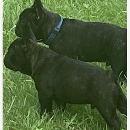 French Bulldog Puppies from Debbie Beck