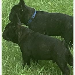 French Bulldog Puppies from Debbie Beck