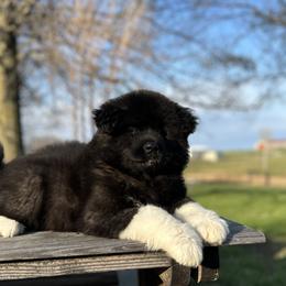 AKC Promise - Black, brown undercoat female Akita puppy in Chillicothe, Missouri from TLC Akitas