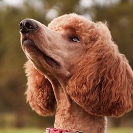 Poodles from Pine Hill Standard Poodles