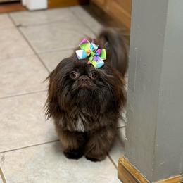 Brielle - Shih Tzu