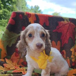 Buttercup - Piebald female Dachshund puppy in New York from T. Rex Doxies & Friends