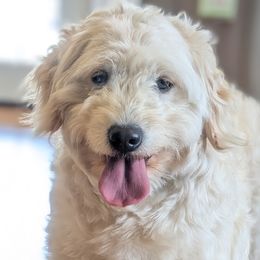 Goldendoodles, Golden Retrievers, Labradoodles, and Labrador Retrievers from Robertson's Retrievers & Doodles