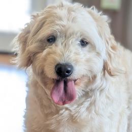 Goldendoodles, Golden Retrievers, Labradoodles, and Labrador Retrievers from Robertson's Retrievers & Doodles