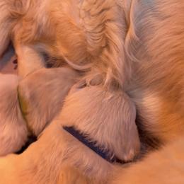 Blue collar boy - Light golden male Golden Retriever puppy in Cleveland, Georgia from JLB's Yonah Goldens