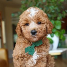Camper - Red  male Goldendoodle puppy in Salado, Texas from Red Ranch Dogs