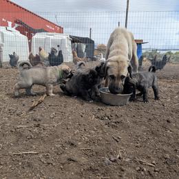 Anatolian Shepherd Dog and Labrador Retriever Puppies from Learning With Dogs