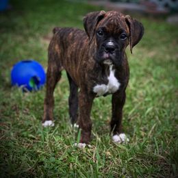 Ahoy - Brindle male Boxer puppy in Grand Island, Florida from Seas The Day