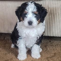 Bandit - Tri-color male Bernedoodle puppy in Roy, Utah from Doodles are Amazing