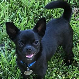 Peso - Chihuahua