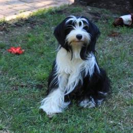 indy - Tibetan Terrier
