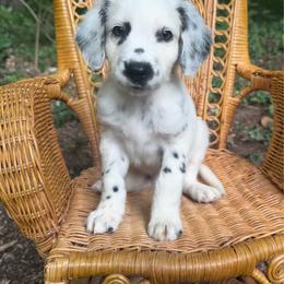 Monstera - LUA long coat - White and black male Dalmatian puppy in Jefferson, Georgia from Spotted Jewels Dalmatians