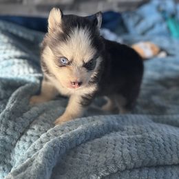 Groot - Black and white male Pomsky puppy in Gunter, Texas from The Painted Pomsky