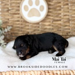 Mai Tai - Phantom female Bernedoodle puppy in Murrieta, California from Brookside Bernedoodles