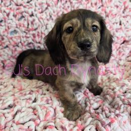 DOVE 4000 - Brindle female Dachshund puppy in Gatesville, Texas from CJ's Dach Dynasty