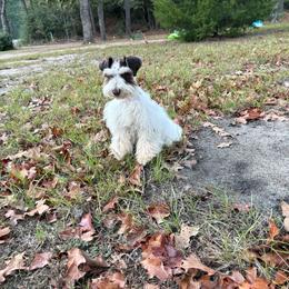 Dottie - Miniature Schnauzer