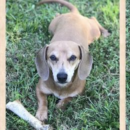 Blaze - Dachshund