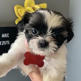 Shih Tzus from Dutch’s AKC Shih Tzus