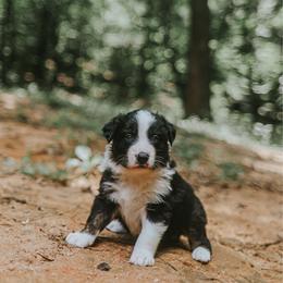 Rumor - Tri-color male Border Collie puppy in Fortson, Georgia from Southern Wind Farms