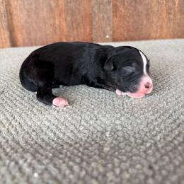 Sooner - Black tri-color male Aussiedoodle puppy in Eastland, Texas from H5 Mini Doodles