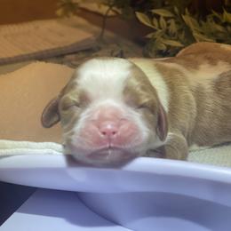 Blenheim Female - Blenheim female Cavalier King Charles Spaniel puppy in Clemmons, North Carolina from Crown Jewel Cavaliers