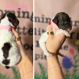 Goldendoodle and Poodle Puppies from Harrington Doodles & Poodles