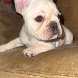 Lucy - Fawn female French Bulldog puppy in Wetumpka, Alabama from River Region Bullies