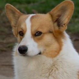 Pembroke Welsh Corgi All Grown Up from Wildfire Ranch