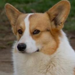 Pembroke Welsh Corgi All Grown Up from Wildfire Ranch