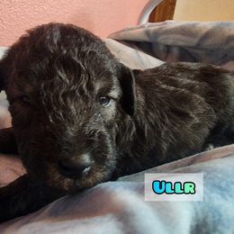 Bedlington Terrier Puppies from Dreamy Muse Bedlingtons