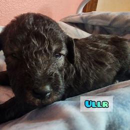 Bedlington Terrier Puppies from Dreamy Muse Bedlingtons
